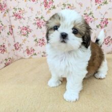 秋田美犬な甘えんぼさん💗　シーズーの女のコ　2025/5/23撮影