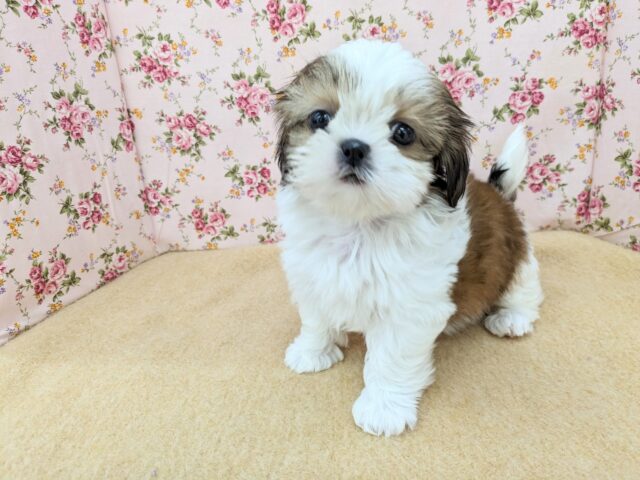 秋田美犬な甘えんぼさん💗　シーズーの女のコ　2025/5/23撮影