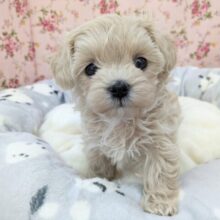 かまってくれなきゃ鳴いちゃうぞ💗　ハーフ犬（トイプードル×マルチーズ）の女のコ　2025/5/23撮影