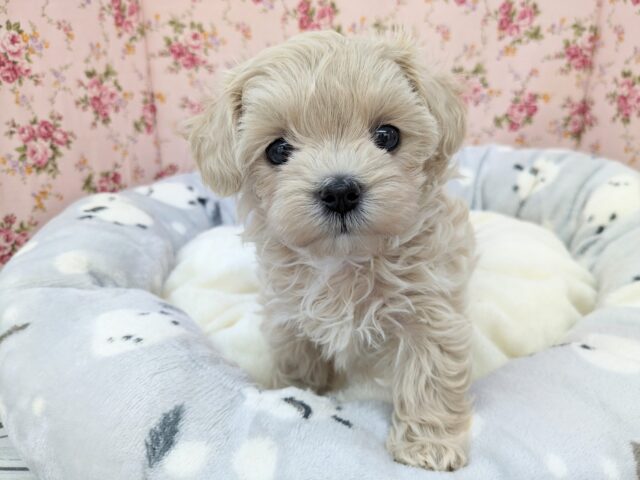 かまってくれなきゃ鳴いちゃうぞ💗　ハーフ犬（トイプードル×マルチーズ）の女のコ　2025/5/23撮影