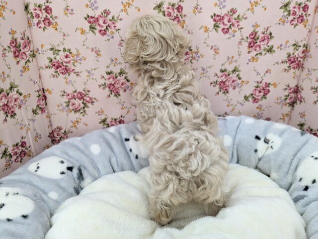 マルプー