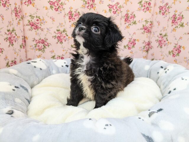 ミックス犬（ハーフ犬）