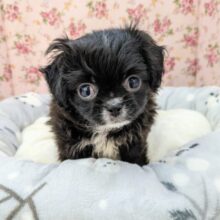 カワウソの赤ちゃんのような?!　ハーフ犬（トイプードル×狆）の女のコ　2025.5/22撮影　