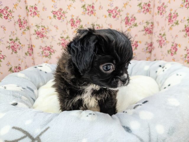 ミックス犬（ハーフ犬）