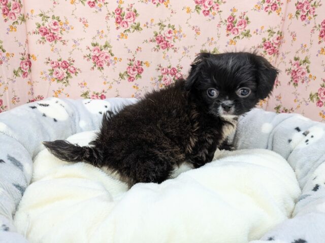 ミックス犬（ハーフ犬）