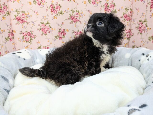 ミックス犬（ハーフ犬）