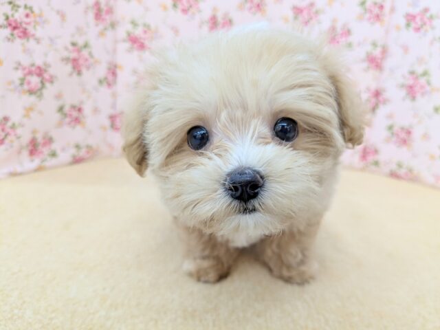 可愛い顔して…オラオラ肉食系女子🔥　ハーフ犬（マルチーズ×トイプードル）の女のコ　2025/5/30撮影