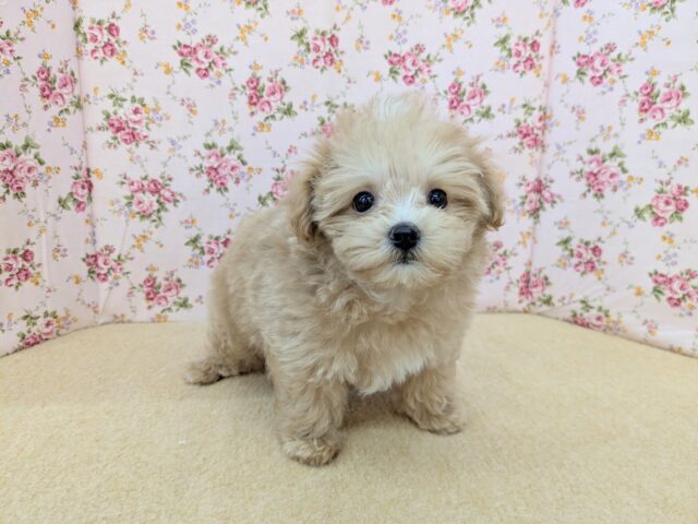 マルプー