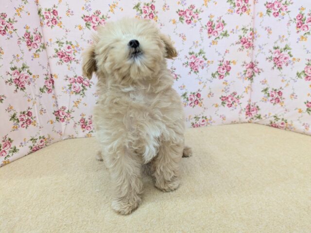 マルプー
