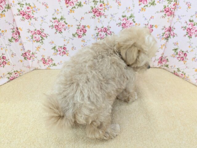 マルプー