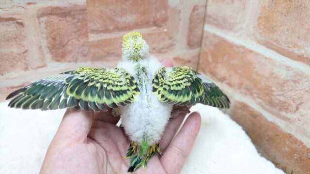 セキセイインコ