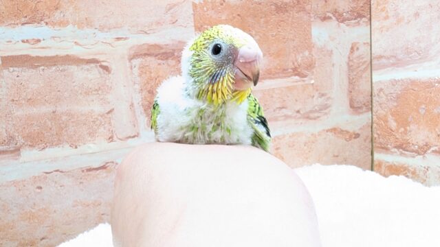 💚💛🖤セキセイインコ🖤💛💚オパーリン