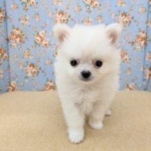 しろくま入舎しました🌟　ハーフ犬（ポメラニアン×チワワ）の男のコ　2025/5/2撮影