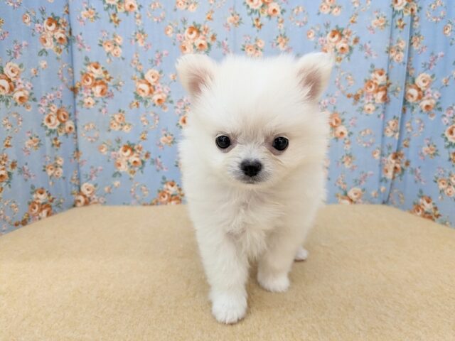 しろくま入舎しました🌟　ハーフ犬（ポメラニアン×チワワ）の男のコ　2025/5/2撮影