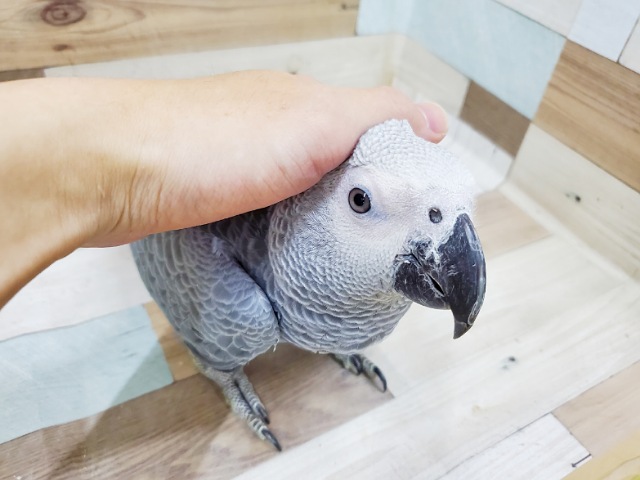 ヨウム