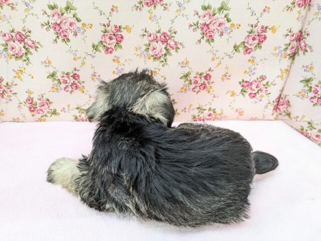 ミニチュアシュナウザー