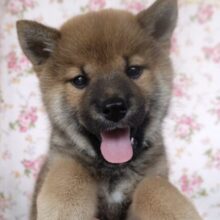 だっこ大好き♡柴犬くん♥️（赤）2025年3月22日生　男の子