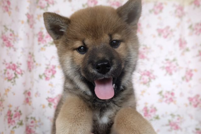 だっこ大好き♡柴犬くん♥️（赤）2025年3月22日生　男の子