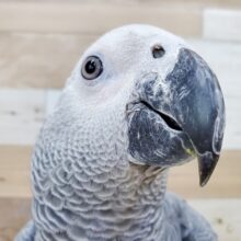 待望のあの鳥さんがやってきた！！ヨウムさんが仲間入り～✴️