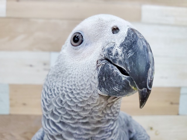 待望のあの鳥さんがやってきた！！ヨウムさんが仲間入り～✴️