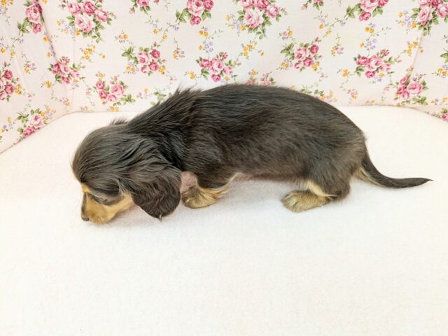 ミニチュアダックス