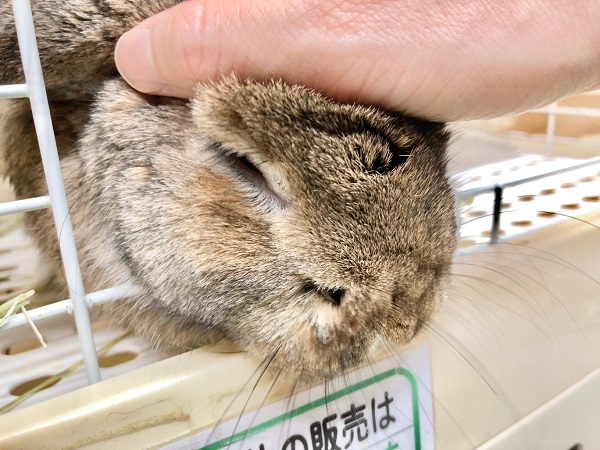 ロップイヤーラビット