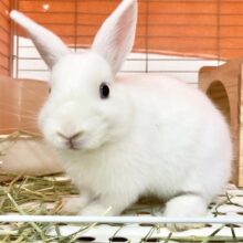 最新画像！ドワーフホト（ミスカラー）　真っ白ふかふか♪ぱっちりまつげの美人さんです！