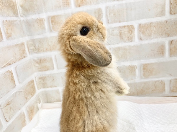 ロップイヤーラビット