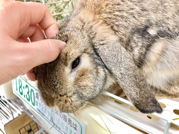 ロップイヤーラビット
