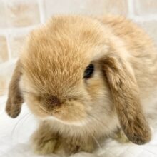 ロップイヤーラビット（オレンジ）　小さくてびっくり！かわいいロップさんが来ました！