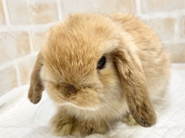 ロップイヤーラビット（オレンジ）　小さくてびっくり！かわいいロップさんが来ました！