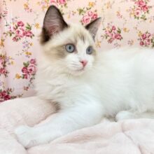 美猫さま降臨☆　ラグドールの女のコ　2025.5/10撮影