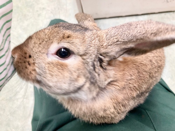 ロップイヤーラビット