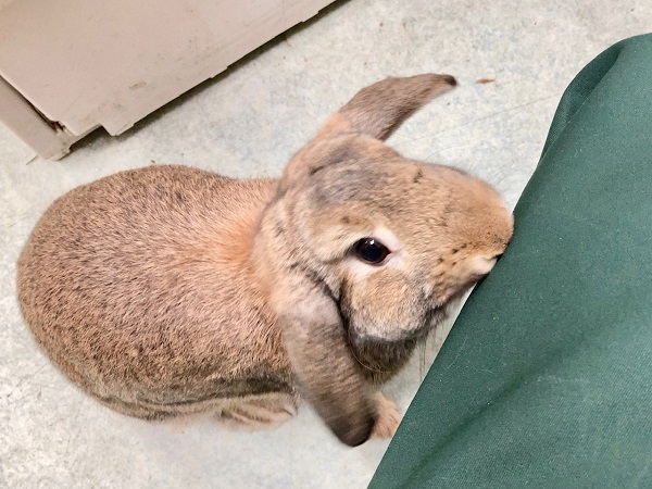 ロップイヤーラビット