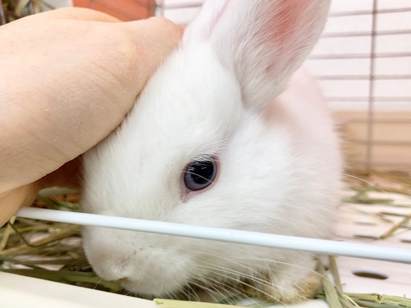ドワーフホト