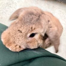 最新画像！ロップイヤーラビット(チェスナット)　かまってかまって！な甘えんぼさんです！