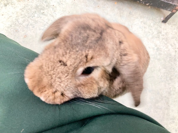 最新画像！ロップイヤーラビット(チェスナット)　かまってかまって！な甘えんぼさんです！