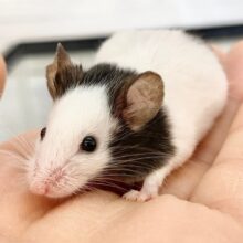 最新画像！パンダマウス　女の子　見てるだけで癒される♪人気のネズミさんが来ました！
