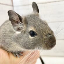 最新画像！デグー（ブルー）　女の子　順調に馴れてきてます！