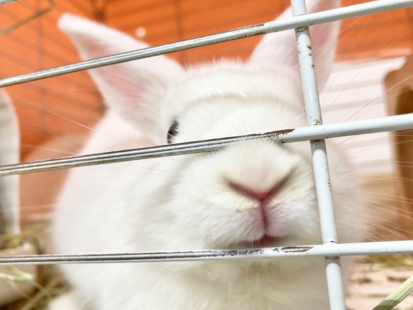 ドワーフホト