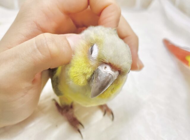 説明画像です