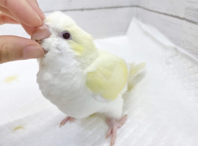 オキナインコ