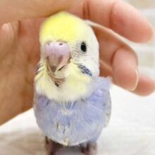 人気のカラフルカラー💛💜🩵セキセイインコ（レインボー）