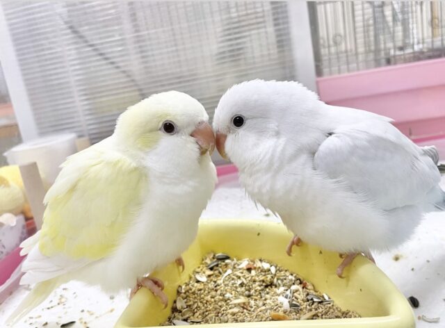 オキナインコ