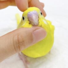 最新画像あり⭐️レアなビタミンイエローさん☀️セキセイインコ（イエローダブルファクター）