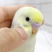 最新画像あり⭐️フンワリ優しい色合い🩵💛🤍セキセイインコ（パステルレインボースパングルパイド）