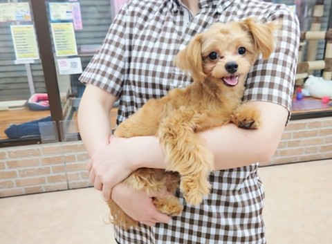 チワプー