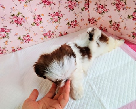シーズー