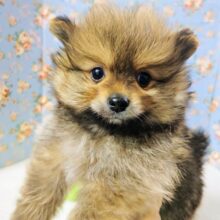 ポメラニアン（オレンジ）男の子♫まん丸ボディにキュン💕
