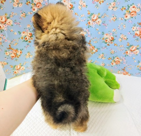ポメラニアン